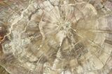 Petrified Wood (Woodworthia) Round - Arizona #244735-1
